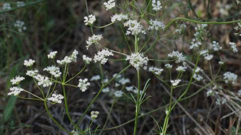 Fotografia da espécie Conopodium majus subesp. marizianum