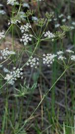 Fotografia da espécie Conopodium majus subesp. marizianum