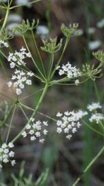Fotografia da espécie Conopodium majus subesp. marizianum