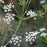 Fotografia 9 da espécie Conopodium majus subesp. marizianum do Jardim Botânico UTAD