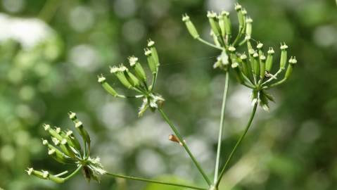 Fotografia da espécie Chaerophyllum temulum