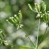 Fotografia 15 da espécie Chaerophyllum temulum do Jardim Botânico UTAD