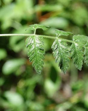 Fotografia 16 da espécie Chaerophyllum temulum no Jardim Botânico UTAD