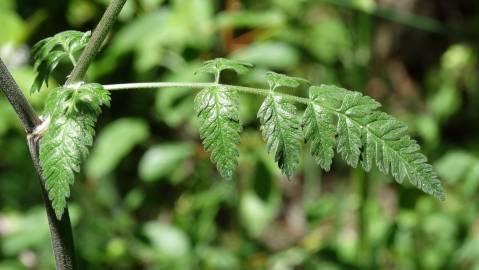 Fotografia da espécie Chaerophyllum temulum