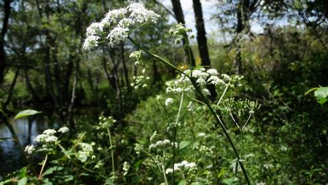 Fotografia da espécie Chaerophyllum temulum