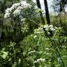 Fotografia 17 da espécie Chaerophyllum temulum do Jardim Botânico UTAD