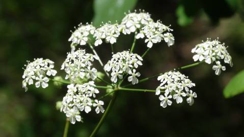 Fotografia da espécie Chaerophyllum temulum