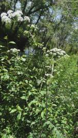 Fotografia da espécie Chaerophyllum temulum