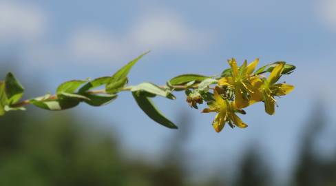 Fotografia da espécie Hypericum humifusum