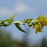 Fotografia 18 da espécie Hypericum humifusum do Jardim Botânico UTAD