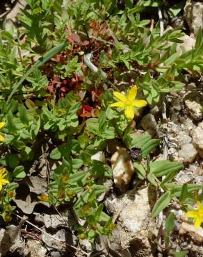 Fotografia 19 da espécie Hypericum humifusum no Jardim Botânico UTAD