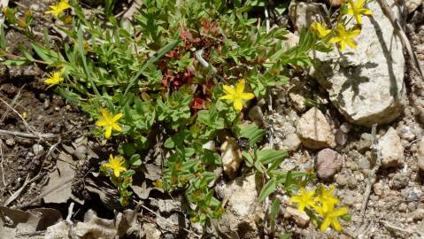 Fotografia da espécie Hypericum humifusum