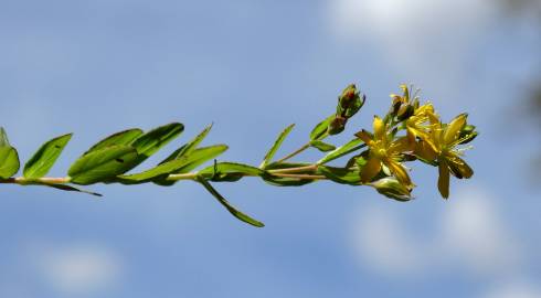 Fotografia da espécie Hypericum humifusum