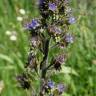 Fotografia 7 da espécie Echium lusitanicum subesp. lusitanicum do Jardim Botânico UTAD