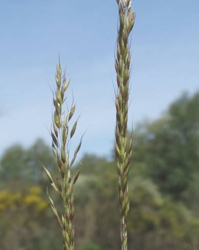 Fotografia de capa Arrhenatherum elatius subesp. baeticum - do Jardim Botânico