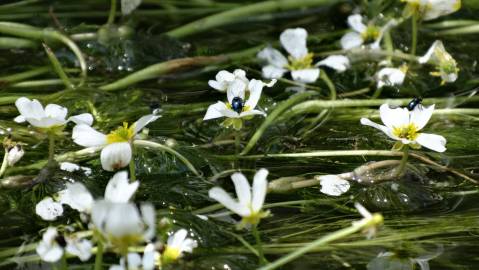 Fotografia da espécie Ranunculus peltatus subesp. peltatus