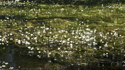 Fotografia da espécie Ranunculus peltatus subesp. peltatus