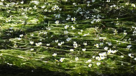 Fotografia da espécie Ranunculus peltatus subesp. peltatus