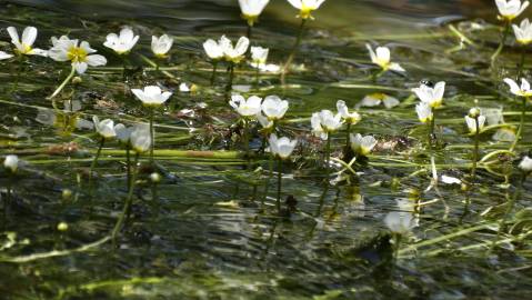 Fotografia da espécie Ranunculus peltatus subesp. peltatus