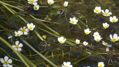 Fotografia da espécie Ranunculus peltatus subesp. peltatus