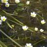 Fotografia 16 da espécie Ranunculus peltatus subesp. peltatus do Jardim Botânico UTAD