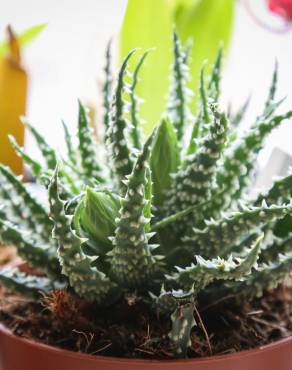 Fotografia 1 da espécie Aloe humilis no Jardim Botânico UTAD