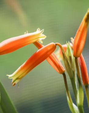 Fotografia 3 da espécie Aloe humilis no Jardim Botânico UTAD