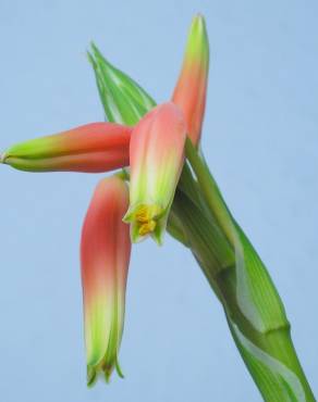 Fotografia 4 da espécie Aloe humilis no Jardim Botânico UTAD