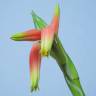 Fotografia 4 da espécie Aloe humilis do Jardim Botânico UTAD