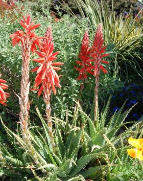 Fotografia 5 da espécie Aloe humilis no Jardim Botânico UTAD
