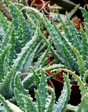 Fotografia 6 da espécie Aloe humilis no Jardim Botânico UTAD