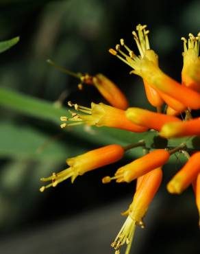 Fotografia 7 da espécie Aloe humilis no Jardim Botânico UTAD