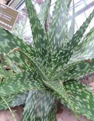 Aloe zebrina