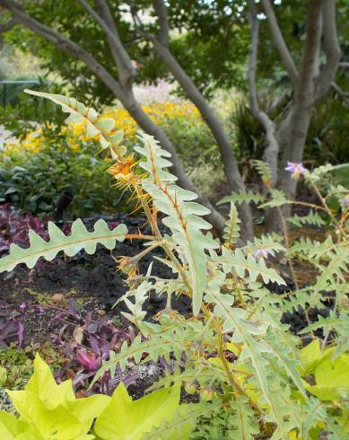 Fotografia de capa Solanum pyracanthos - do Jardim Botânico