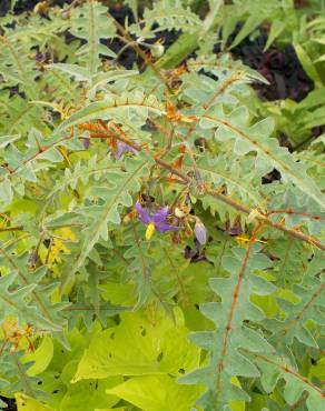 Fotografia 3 da espécie Solanum pyracanthos no Jardim Botânico UTAD