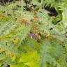 Fotografia 3 da espécie Solanum pyracanthos do Jardim Botânico UTAD