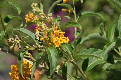 Fotografia da espécie Cestrum aurantiacum