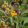 Fotografia 1 da espécie Cestrum aurantiacum do Jardim Botânico UTAD