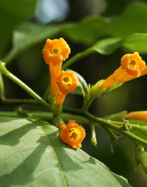 Fotografia 3 da espécie Cestrum aurantiacum no Jardim Botânico UTAD