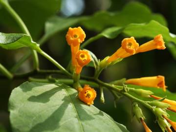 Fotografia da espécie Cestrum aurantiacum