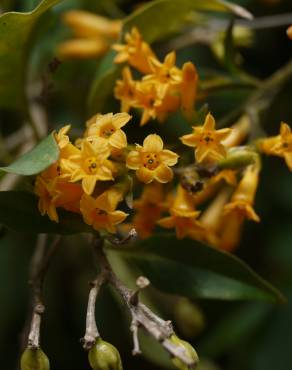 Fotografia 4 da espécie Cestrum aurantiacum no Jardim Botânico UTAD