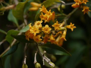 Fotografia da espécie Cestrum aurantiacum