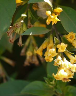 Fotografia 5 da espécie Cestrum aurantiacum no Jardim Botânico UTAD