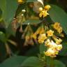 Fotografia 5 da espécie Cestrum aurantiacum do Jardim Botânico UTAD