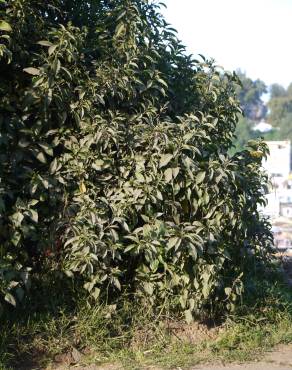 Fotografia 6 da espécie Cestrum aurantiacum no Jardim Botânico UTAD