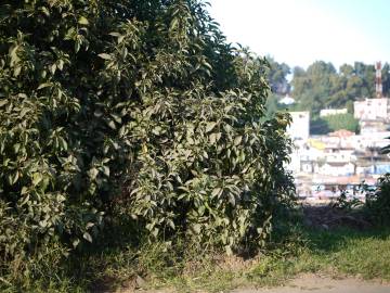 Fotografia da espécie Cestrum aurantiacum