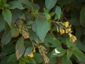 Fotografia da espécie Cestrum aurantiacum