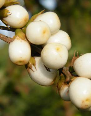 Fotografia 8 da espécie Cestrum aurantiacum no Jardim Botânico UTAD