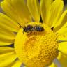 Fotografia 7 da espécie Anthemis tinctoria do Jardim Botânico UTAD