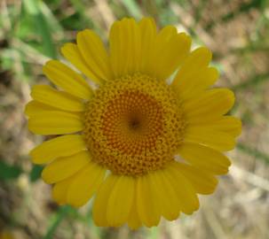 Fotografia da espécie Anthemis tinctoria